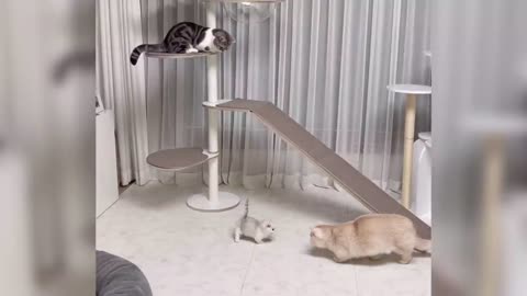 Really funny cat