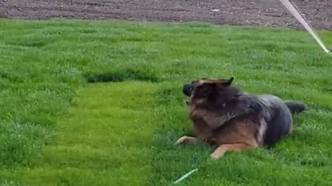 German Shepard dog playing with water in my garden