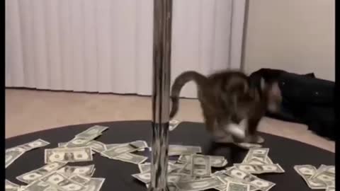 Cat strip pole dancing