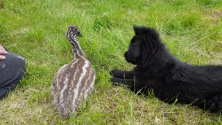 Baby emu meets German Shepherd puppy