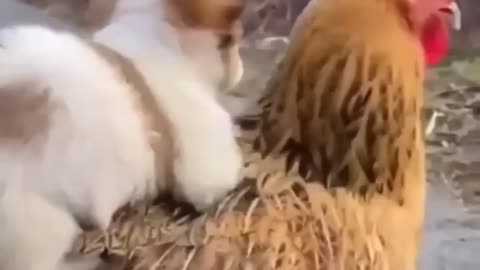 Little dog playing with hen