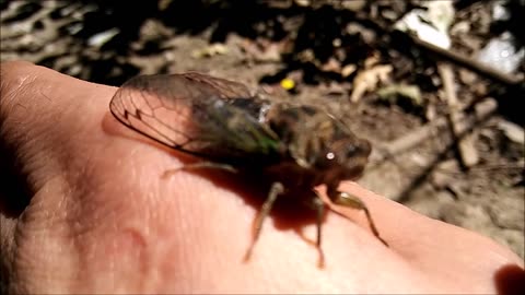 Episode 59 - Outsider At Large - Cicada At Large 2