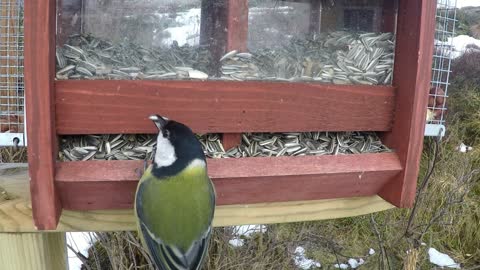 Birds in the garden