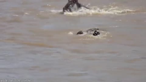 15 times crocodiles and alligators messed with the wrong opponent.