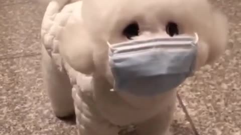 cute dog wore musk