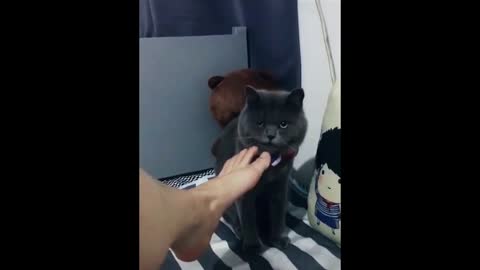 The kitten was disgusted by its owner's smelly feet