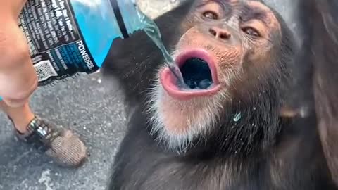 Funny goofy cute monkey drinking powerade
