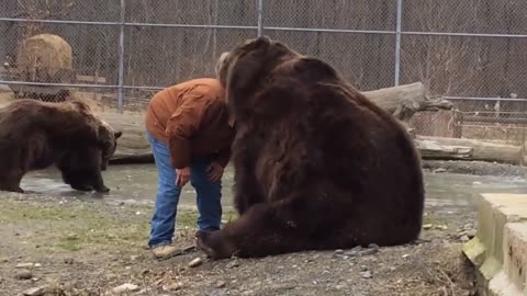 The giant bear and man became good friends