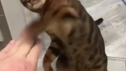 Angry cat | cat Videos | | funny cat |