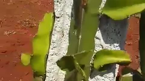 Removing unwanted young branches of dragon fruit plant