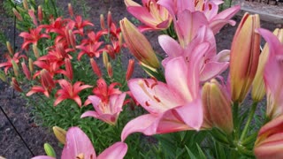 lily brights