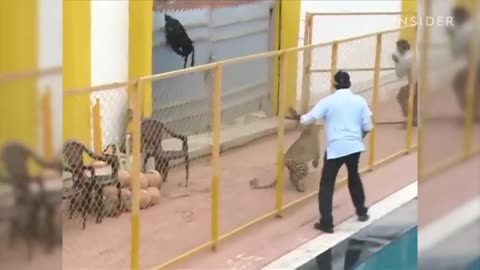 Leopard Attacked A School In