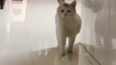 Funny Cat