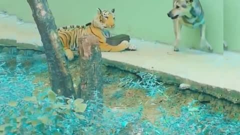 Dog Vs tiger pranks