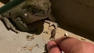 Toad Eating Crickets in Slow Motion