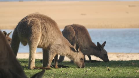 Kangaroo Wallaby Marsupial Animal Eating Australia