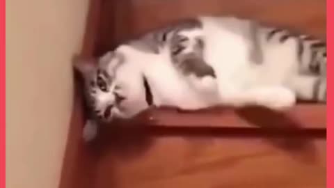 Cute little Cat going downstairs | funny cat | funny and cute pet moments