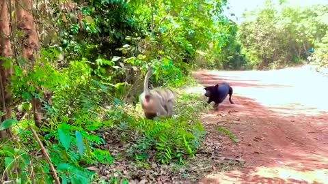 Monkey vs dog real fight