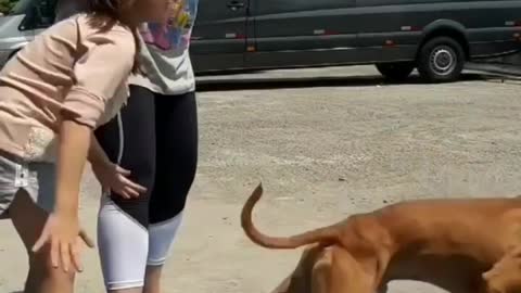 Dog owner train her dog perfectly