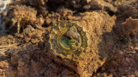 Riverina Gold Metal Detecting