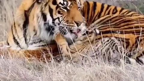 Baby tiger😘 cubs playing with dad.