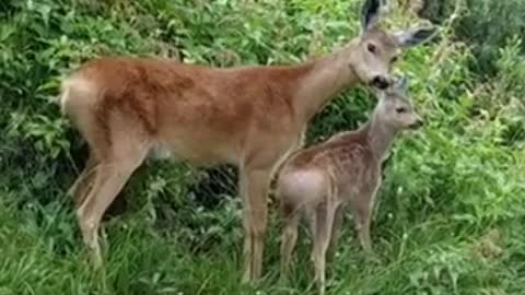 Two fawn