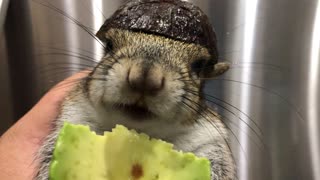 Seymour the Squirrel Safely Eating Avocado