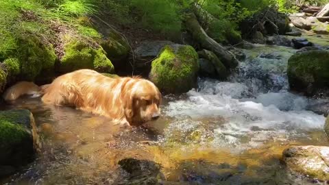Dog's Special Cool Down Spot
