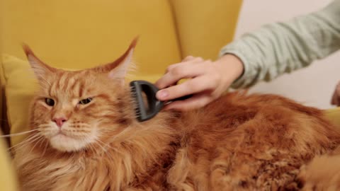 Big Persian Having a Comb Massage Satisfying video