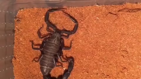 Arabian Scorpion in special moment