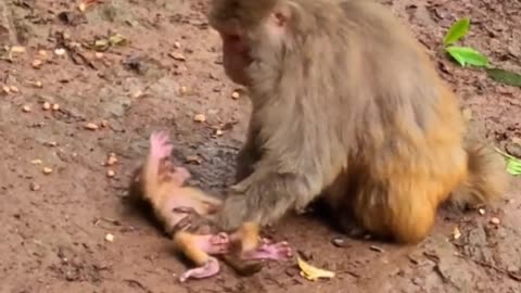 Poor baby monkey crying