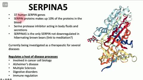 Serpin A 5 Protein The Anti-Covid Gene