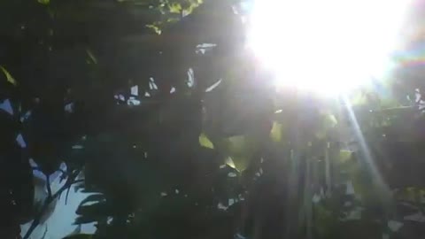 The sun flashes very fast on the pine tree, it's a strong light! [Nature & Animals]