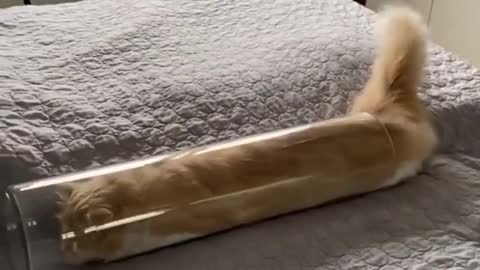 how long? your cat can be stretchy