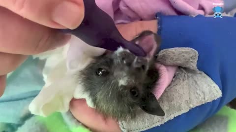 Rescuing a flying-fox who had crawled under a house; this is Molotov