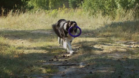 Big black and white trained dog returns the throwed toy back