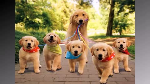 Dog Mommies That Have Many Puppies