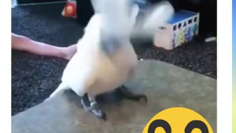 The parrot is very cool dancing