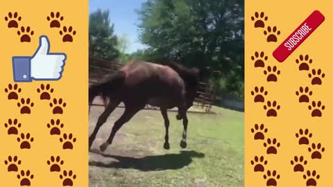 Cute And Funny Horse Videos Compilation 2020