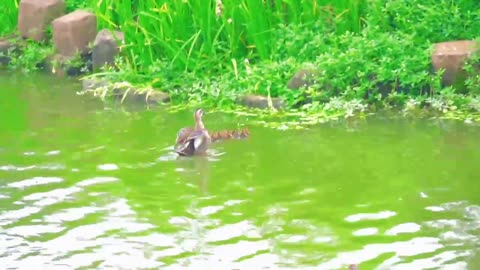 The mother duck didn't notice how close her baby came to getting lost