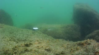 Flashing Fish - Filmed at Jetty Park Pier Port Canaveral