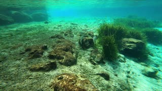 Snorkeling at Three Sisters Springs - continued