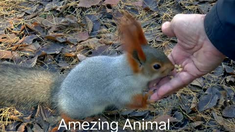 Cute Squirrel 🐿️ Eating My Hands