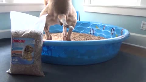 Indoor Dog Litter Video 2