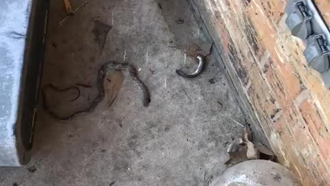 What happens to snake in my backyard