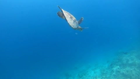 Hawksbill sea turtle (Eretmochelys imbricata), critically endangered marine reptile