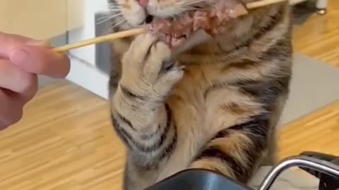 Funny and Cute Cats Videos #164
