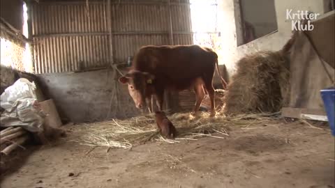 Cow Gets Separated From The Dog That She Raised..