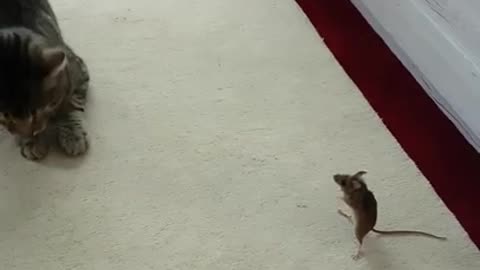 Mouse vs. Cat - Fight