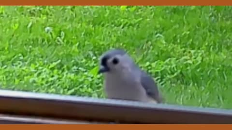 Fascinating Behavior of the Tufted Titmouse